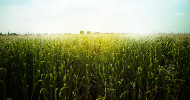 Cornfield_cropped.jpg